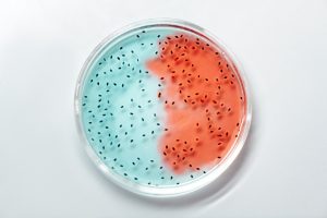 Czym są dobroczynne bakterie jelitowe Bifidobacterium?